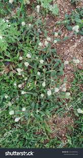 Image result for Alternanthera caracasana