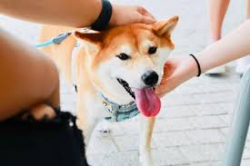 On the date of publication, sarah smith did not have (either directly. Dogecoin Co Creator Says Meme Crypto Has Been One Of The Most Secure Coins For Years Benzinga