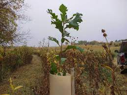 Use tull and a big red ribbon for over the beard. Advantages And Disadvantages Of Using Tree Tubes Milligan S Gander Hill Farm