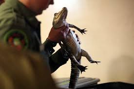 Check spelling or type a new query. Debating Whether Reptiles Or Amphibians Should Be House Pets The New York Times