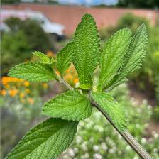 Image result for Lippia abyssinica