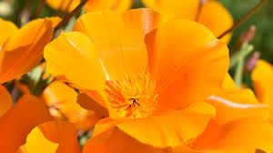 Image result for Eschscholzia