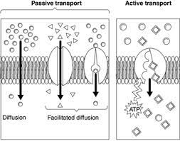 This tubing allows small molecules (e.g., water, ions, glucose) to pass while preventing large molecules (e.g., macromolecules like proteins, starch, glycogen) from moving across. Diffusion Definition Anatomy Anatomy Drawing Diagram