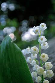 Find the perfect lily of the valley drawing image. The Quietly Deceptive Konwalia Lily Of The Valley My Poland Your Poland The Labyrinth Of Poland Through The Eyes Of An Indian Girl