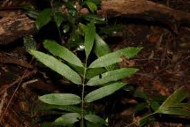 Image result for Turraea mombassana