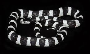 Check spelling or type a new query. Black And White Banded California King Snake Beautiful California King Snake Snake Lovers Snake