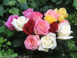 احمر 1 1 صور ورد تحميل اكثر من 100 صور ورود جميلة صور ورد رائعة 2018 Beautiful Roses Growing Roses Types Of Roses