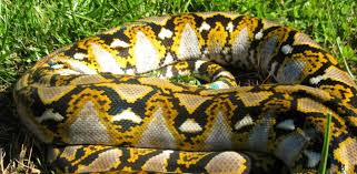 We did not find results for: Ular Sawa Berat 100kg Ala Anaconda Ditemui Di Perak Mampu Telan Mangsa Sama Berat Badannya Sinar Plus