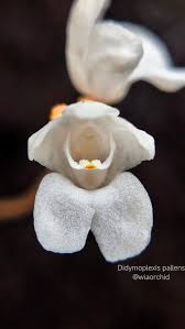 Image result for Didymoplexis