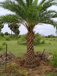 Image result for Arecaceae