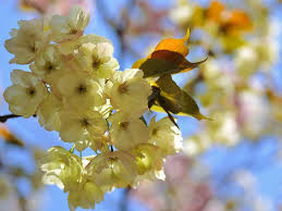 Variedades De Sakura Japon Entre Amigos Sakura Flores Amarillas Flores