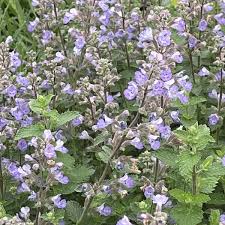 Image result for Nesaea rautanenii