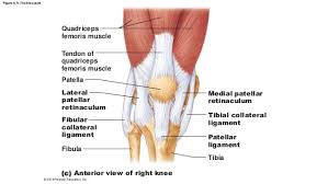 The triceps are posterior to biceps brachii. 8 5