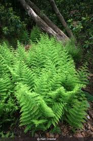 Image result for Basananthe heterophylla