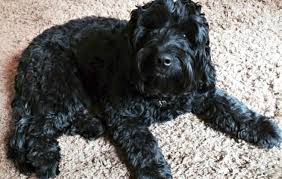 Black golden doodles are a mix of akc registered golden retriever (sire) and akc registered standard poodle (dam). The Black Goldendoodle Five Things You Didn T Know