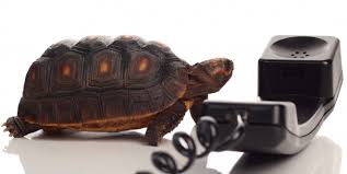 Trouvez la réponse en ligne. Orange Alors La Ligne Fixe Ca Vient 60 Millions De Consommateurs