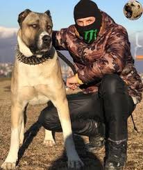 Kangal Kopegi Turkish Dog On Instagram Biraz Sert Kangalvideo Daha Fazl Kangal Kopegi Buyuk Kopekler Kopek