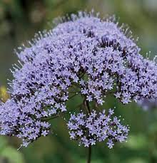 Www Buckeyeblooms Com Blue Throatwort Aka Trachelium Caeruleum We Ordered The Devotion Series P Plants Perennials Winter Plants