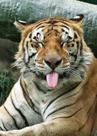 Animasi harimau gerak berjalan 06. Aziez Samad Aaziz Im Profile Pinterest