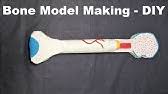 Start studying long bone models. How To Make Bone Model Youtube