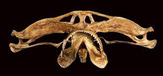 After redirect to cgtrader click offer price button and set 50% of current price. Lot Hammerhead Shark S Skull