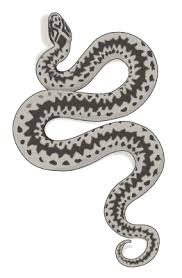 Den vil derfor variere både mellom år og mellom individer. Naturens Faror