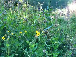 Image result for Eriosema pentaphyllum