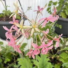 Image result for Pelargonium luridum