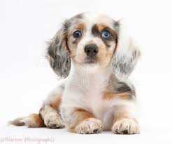 Dachshund Puppy Dapple Dapple Dachshund Dachshund Breed Chiweenie Puppies