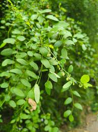 Image result for Phyllanthus reticulatus