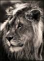 African Lion - Creation Kingdom Zoo