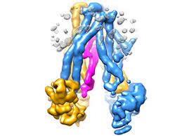 The Rockefeller University Study Reveals How Herpes Virus Tricks The Immune System