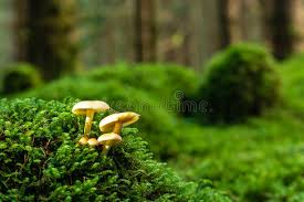 We have a genuine love of wild british food. Wild Sulfur Tuft Mushroom Uk Stock Image Image Of United Forest 150925039