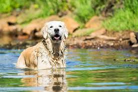 Is Swimming Therapeutic For Senior Dogs American Kennel Club