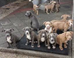 Explore the most important information about the staffordshire bull terrier. American Pitbull Blue Line Welpen American Pit Bull Blue Line Puppies Sharjah 2020 02 05