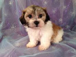 Shih tzu bichon puppies iowa. Shih Tzu Bichon Puppies For Sale Shih Tzu Bichon Breeder In Iowa