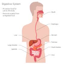 Human Anatomy Female Body Design Elements Human Body