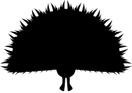 Malacensis = semenanjung malaya namun di indonesia hanya dikenal dengan cililin coklat dan cililin hitam sumatera dan borneo sekitaran jawa Svg Burung Merak Imej Ikon Svg Percuma Svg Silh