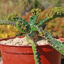Image result for Euphorbia jubata
