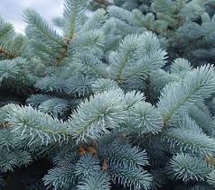 Blue spruce grow well in u.s. Everything About Growing Blue Spruce Tree Blue Spruce Care Balcony Garden Web