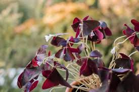 Purple heart prefers rich, moist soil. Purple Shamrock Plant Care Growing Guide