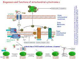 Biogenesis And Functions Of Mitochondrial Cytochrome C Cytochrome C Mitochondrial Cytochrome C Oxidase