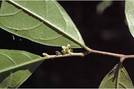 Image result for Dichapetalaceae