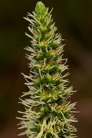 Image result for Anthospermum usambarense