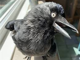 Jackdaws By Ken Follett: Summary And Reviews