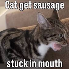Ladbible Cat Get Sausage Stuck In Mouth Facebook
