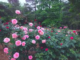 How to start a rose garden. How To Start A Rose Garden And Early Spring Prep Casa Bouquet