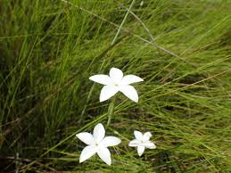 Image result for Exochaenium