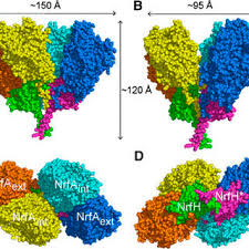 Of course sturmkind is also correct in that. Representation Of Nrfha Complex In Cpk Rendering The Monomers Are Download Scientific Diagram