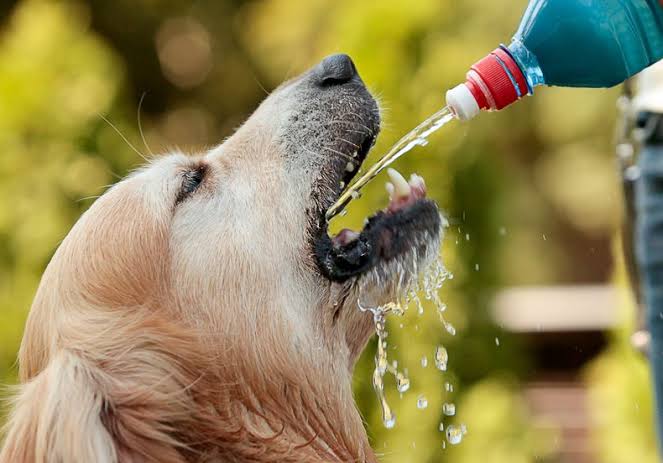 4 Sinais que indicam a desidratação em cães – VitalPet Brasil